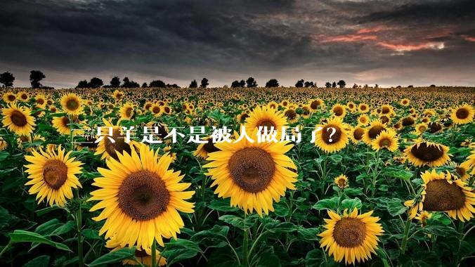 三只羊是不是被人做局了？
